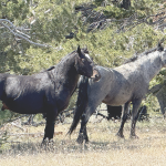 Two mustangs from a Pryor Mountain herd are pictured from earlier this year. David Peck
