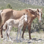 Ventura, a 5-year-old Pryor Mountain mare, stands with her 2026 foal, America, born June 30. Because of his birth just days before Independence Day, he was given the patriotic name. Individual Pryor horses are named to aid researchers, managers and visitors in identifying and documenting each animal. Diane Granger