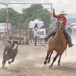 Gus Loyning chases down a steer to rope at the Rodeo in Cowley on Saturday. Avery Layne
