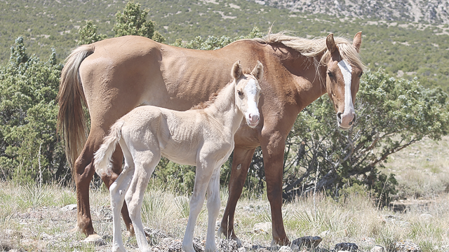 Ventura, a 5-year-old Pryor Mountain mare, stands with her 2026 foal, America, born June 30. Because of his birth just days before Independence Day, he was given the patriotic name. Individual Pryor horses are named to aid researchers, managers and visitors in identifying and documenting each animal. Diane Granger