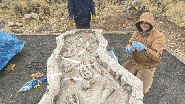 This new fossil table surely delights young visitors to the Rainbow Canyon Trail site east of Lovell near Five Springs. Courtesy photo