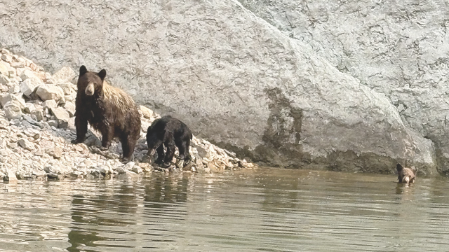 A mother black bear and her two cubs have learned to approach boats knowing that humans will feed them.  Matthew Beeton