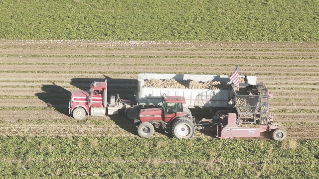 Jack Harvey drives a tractor pulling a beet digger for Crosby Farms during the sugar beet harvest earlier this week. As of Monday, the beet harvest was 55 percent complete. John Bernhisel